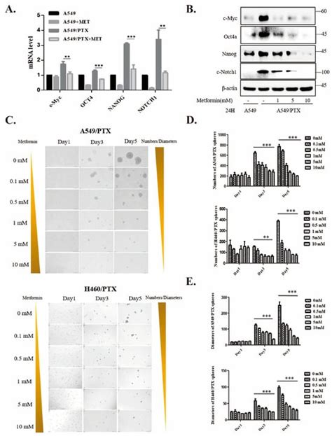 Metformin Suppresses Stemness of Non-Small-Cell Lung Cancer Induced by ...