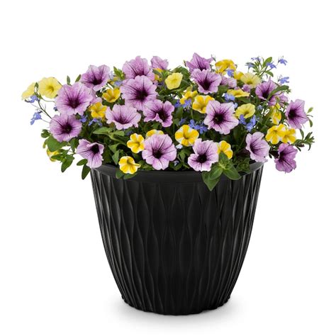 Proven Winner 9 Gallon(s) Multicolor Bahama Beach in the Annuals ...