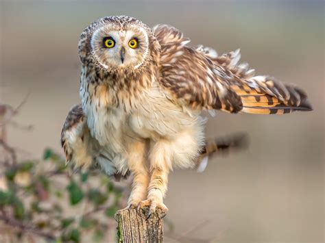 Owl Legs: Everything You Need To Know (With Pictures) | Bird Fact