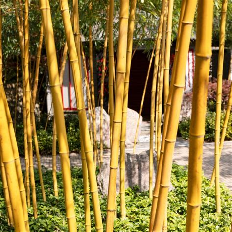 Golden Bamboo | Phyllostachys aurea - Roots Plants