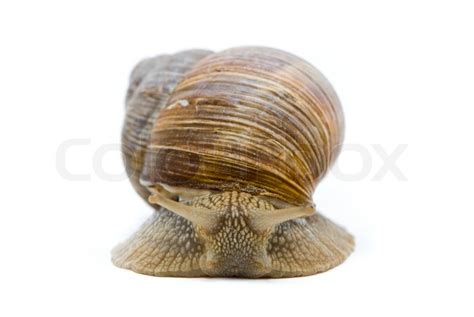 Helix pomatia. Big Roman snail on a ... | Stock image | Colourbox