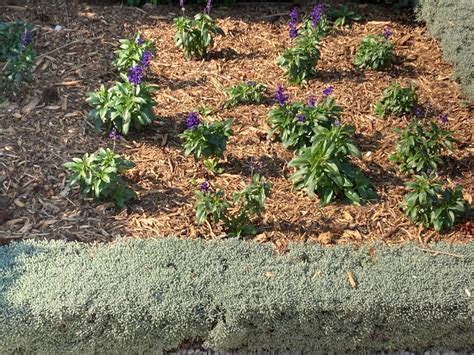 This drought-tolerant ground cover is cold hardy down to zero degrees ...