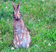 Image result for Lttle Rabbits Pictures Cottontail Baby