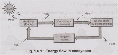 Ecosystem Flow Chart 的图像结果