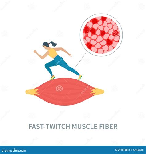 Fast Twitch White Muscle Fiber Type Illustration Stock Illustration ...