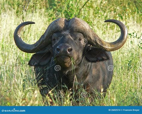 Buffalo eating grass stock photo. Image of buffalos, mammals - 2602514