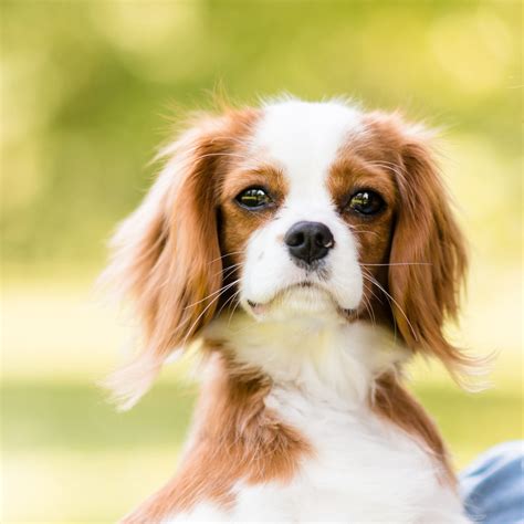Cavalier King Charles Spaniel - Temperament, Lifespan, Shedding, Puppy