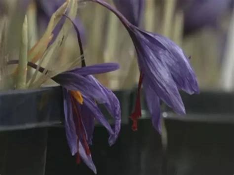 Hi-tech devices - Software engineer quits job, earns lakhs by growing ...