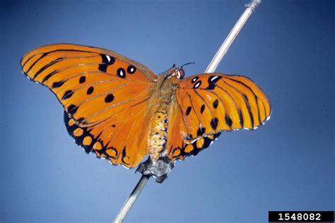 gulf fritillary (Agraulis vanillae (Linnaeus))