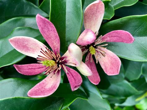 Magnolia Figo 'Stellar Ruby' - Tuinplantenonline.nl