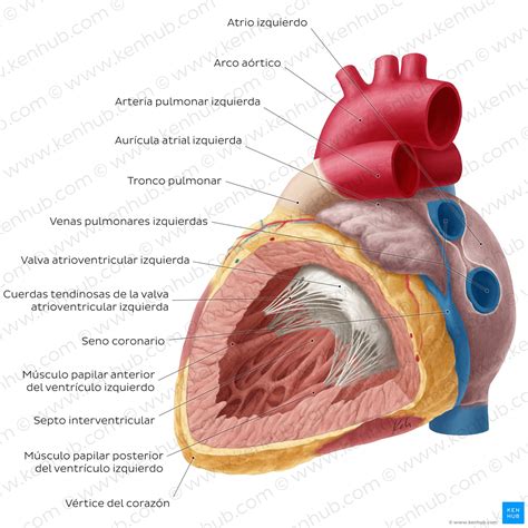Trabécula septomarginal: un vistazo detallado a su morfología
