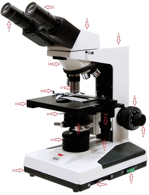 Labelled Diagram of Microscope Parts