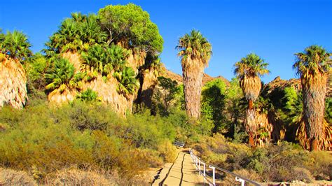 The Best Oasis Hikes in Greater Palm Springs