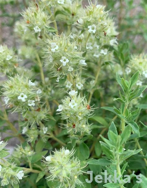 Spanish Thyme | Herb plants available to buy | Jekka's