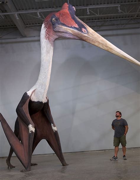 Real Pterodactyl Dinosaur