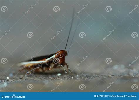 Wood Cockroaches Pseudophyllodromia Is A Genus Of Insects Stock Photography | CartoonDealer.com ...