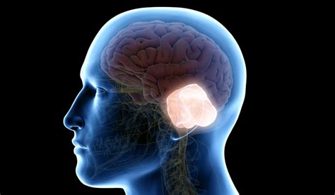 Scientists discover surprising new role for the cerebellum- The Week