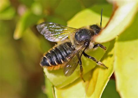 Image result for How to Control Leaf Cutter Bees