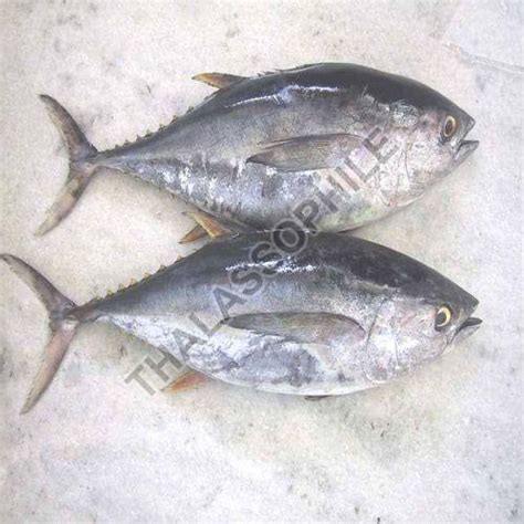 Frozen Tuna Fish Exporter, Tuna Fish Latest Price