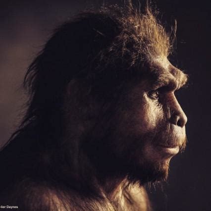 Image result for Java Man Found