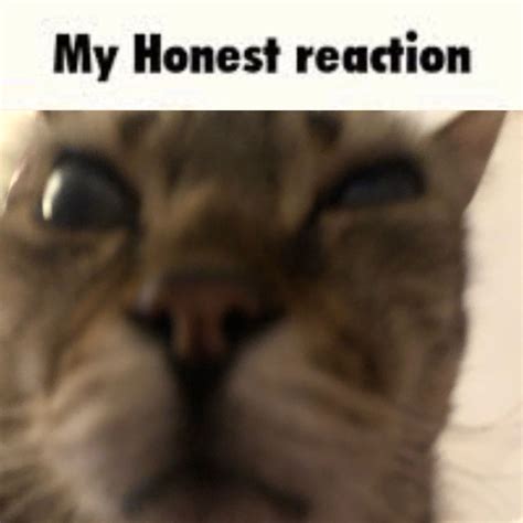 My Honest Reaction - Funny Cat Meme