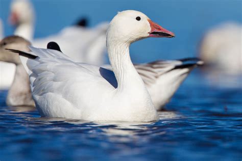 Snow Goose Chen Caerulescens