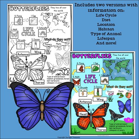 Butterflies Fact Sheet for Early Readers - Animal Study | Made By Teachers