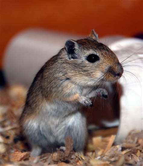 100+ Free Gerbils & Hamster Images - Pixabay