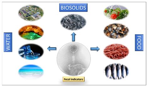 Bacteriophages as Fecal Pollution Indicators | MDPI