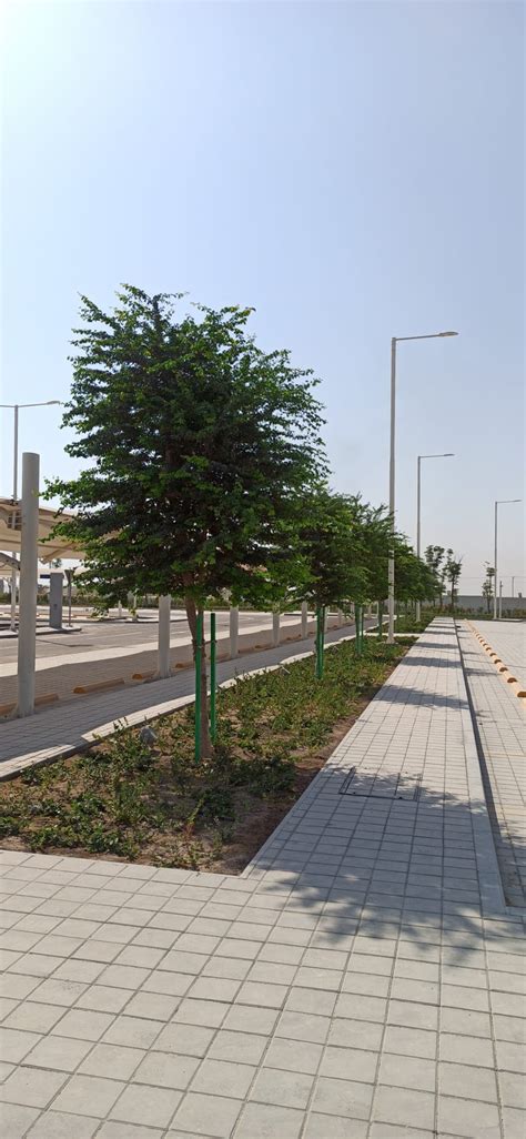 Integrated Garden - Gardening and Landscaping Company Qatar | Gallery