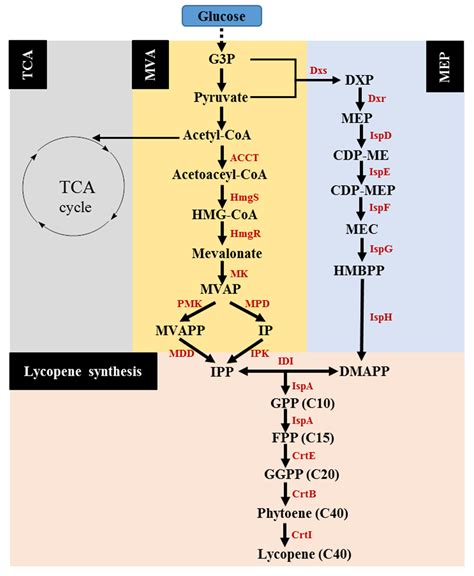 Metabolic Engineering Escherichia coli for the Production of Lycopene