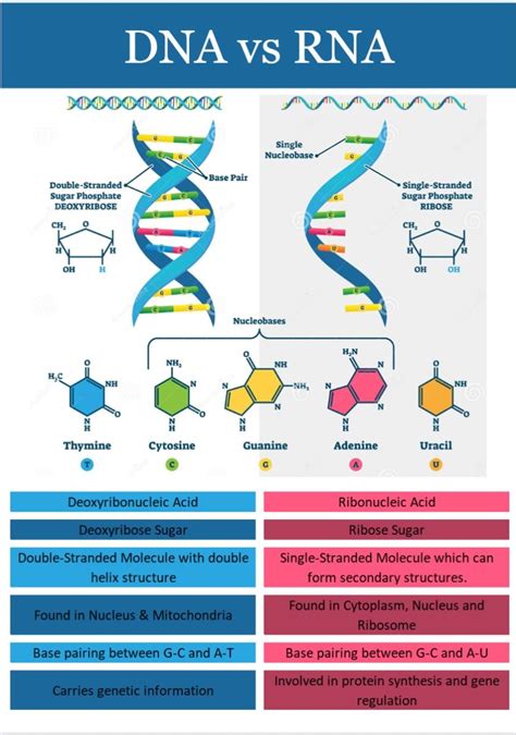 Image result for DNA Vs RNA Codons
