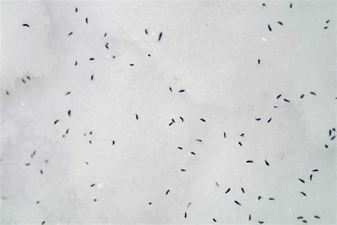 All About Snow Fleas, a Wingless Insect