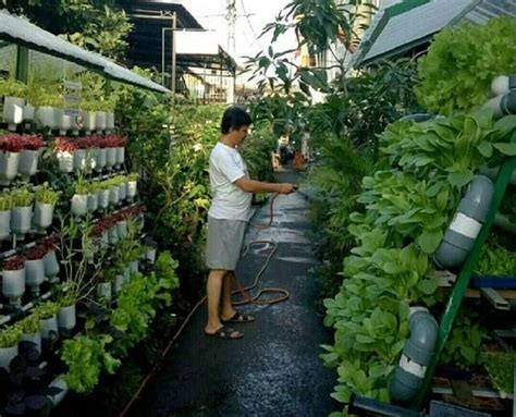 cara menanam sayur organik