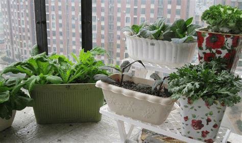 怎么在阳台上种菜？哪些菜适合在阳台种？可种多种