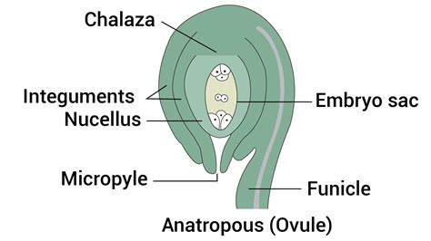 Q.6 explain double fertilization in plants and make diagram of L.S. of ...