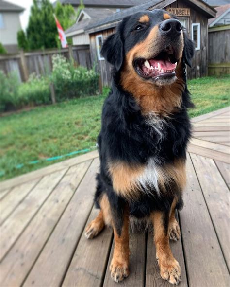 The Latest Designer Dog That's Breaking the Internet: Why Everyone's ...