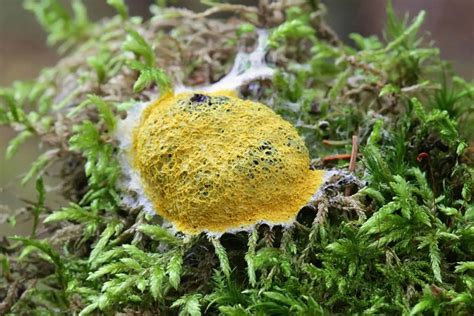How To Get Rid Of Yellow Fungus On Mulch Effectively