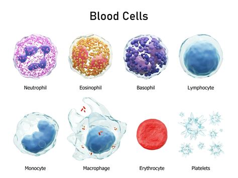 What Is Gujarati Meaning Of Neutrophils at Grady Naylor blog