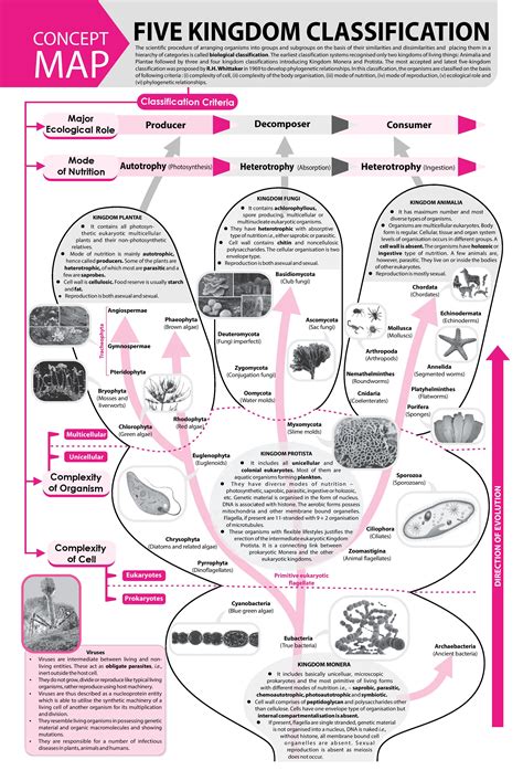 Concept Map Biology 的图像结果