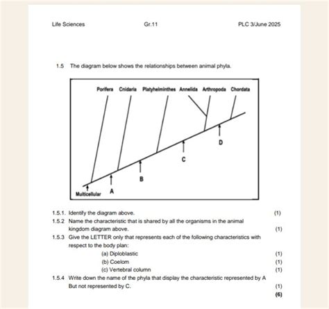 1.5 Animal Phyla Relationships Diagram Questions Identify the diagram ab..