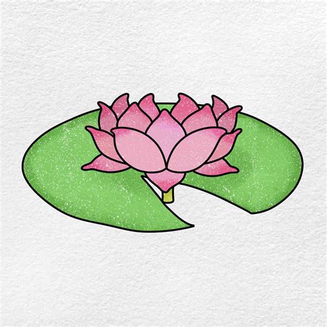 How To Draw A Lily Pad Flower Step By Step - Infoupdate.org