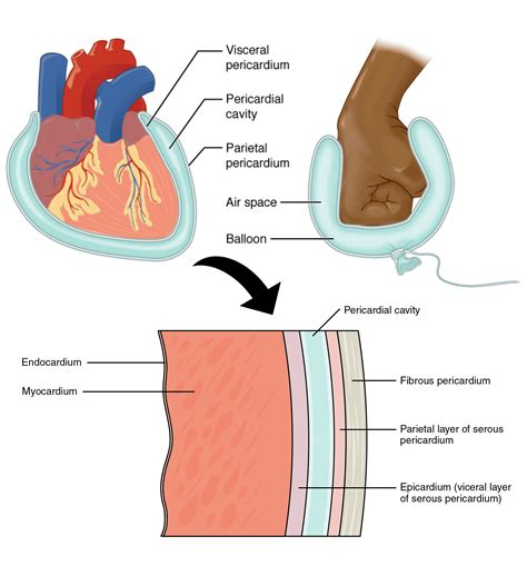 Cardiac Muscle Diagram Labeled