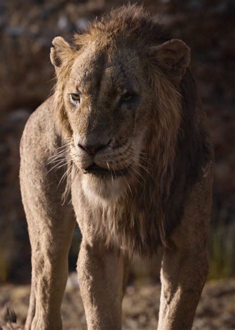 Scar (2019 film) | The Lion King Wiki | Fandom
