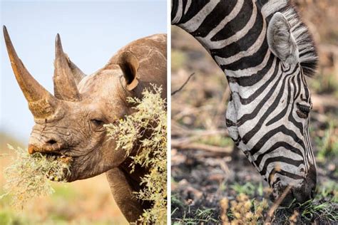 Browsing Animals 的图像结果