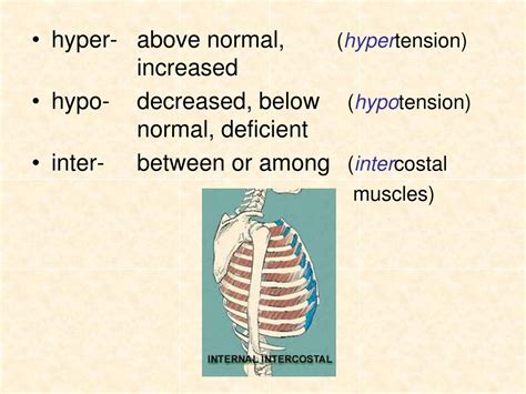 PPT - Medical Terminology PowerPoint Presentation, free download - ID ...