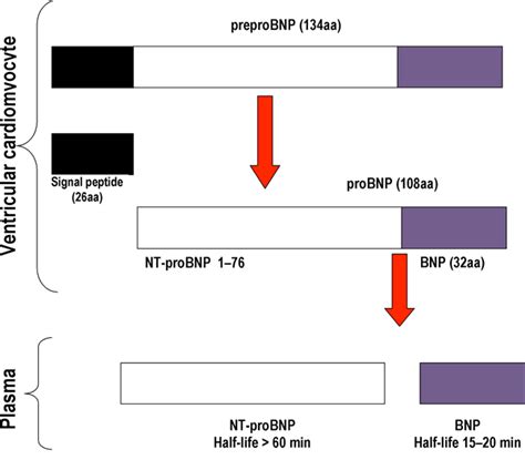 Image result for Quest BNP Process Lab