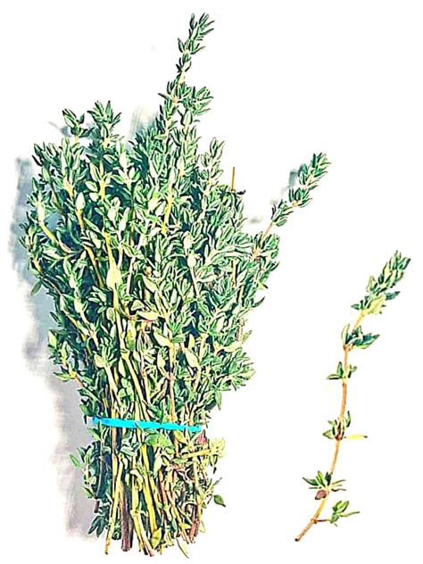 Thyme Sprig