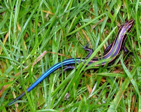 Blue-tailed Skink - Facts, Habitat, Diet, Life Cycle, Pictures, and More