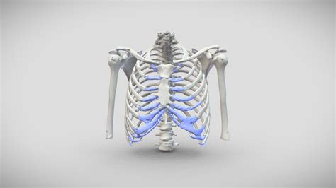 Floating Rib Syndrome Mayo Clinic Ask The Mayo Mom Podcast: Chest Wall